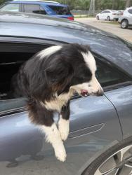 Found/Stray Male Dog last seen HEB, Conroe, TX 77385