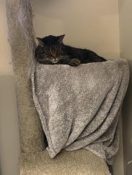 Reunited Male Cat last seen Greenway Drive, Jupiter, FL 33458