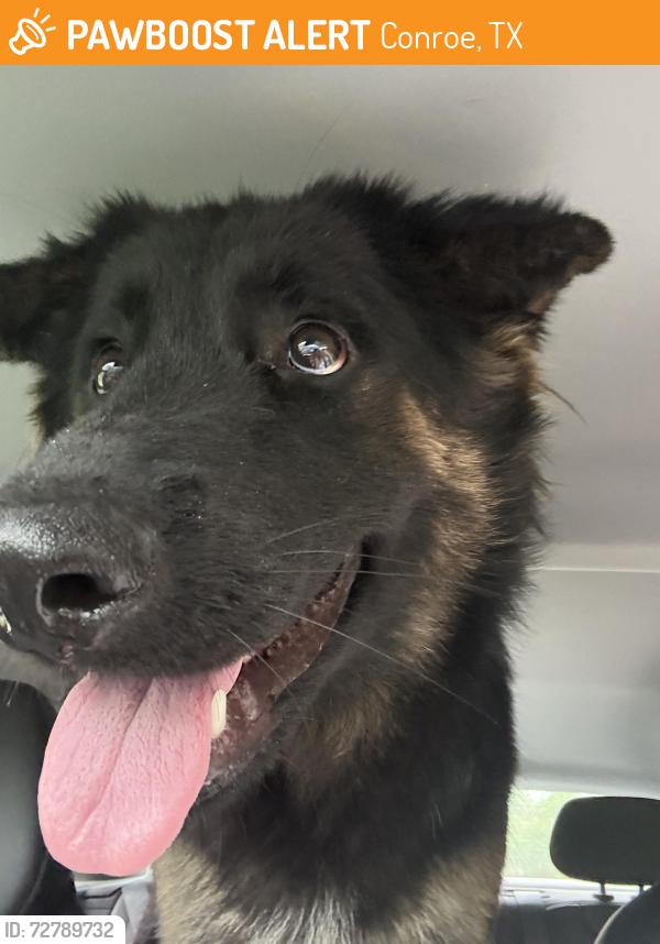 Found/Stray Male Dog last seen HEB, Conroe, TX 77385