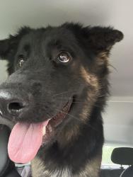 Found/Stray Male Dog last seen HEB, Conroe, TX 77385