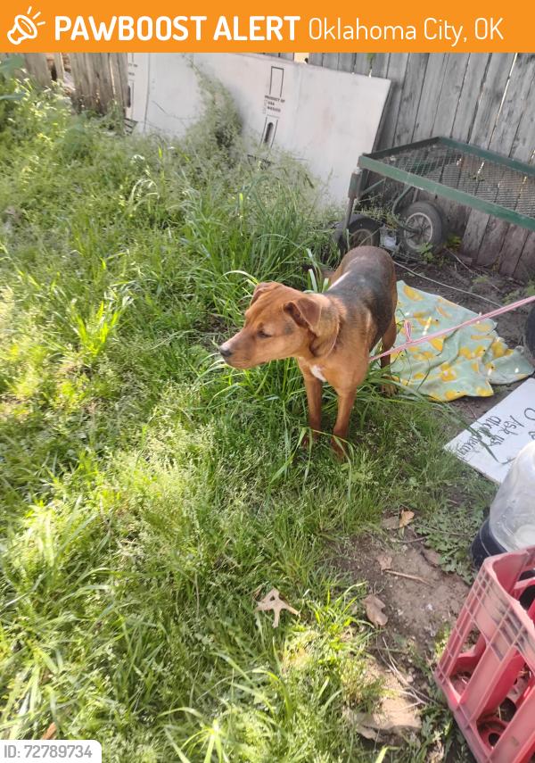 Found/Stray Unknown Dog last seen Ruby's Produce and Garden Center , Oklahoma City, OK 73127