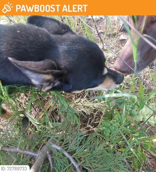 Found/Stray Male Dog last seen hmstd Drive , El Dorado County, CA 95667