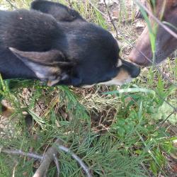 Found/Stray Male Dog last seen hmstd Drive , El Dorado County, CA 95667