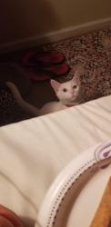 Lost Female Cat last seen Milton, Milton, FL 32570