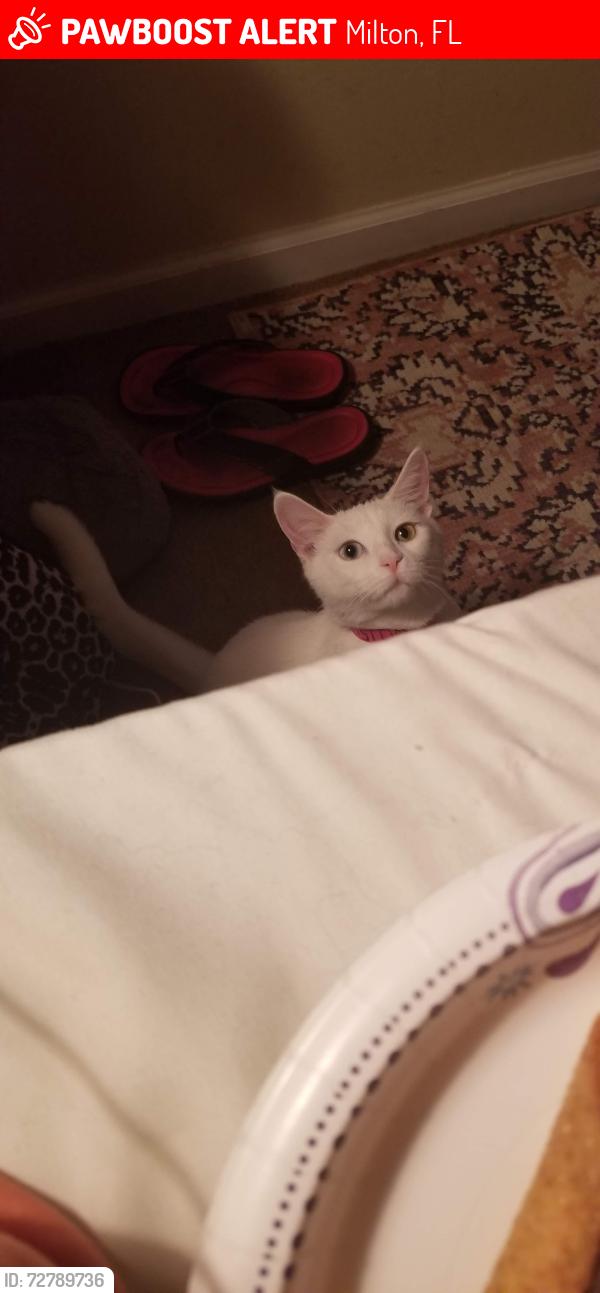 Lost Female Cat last seen Milton, Milton, FL 32570