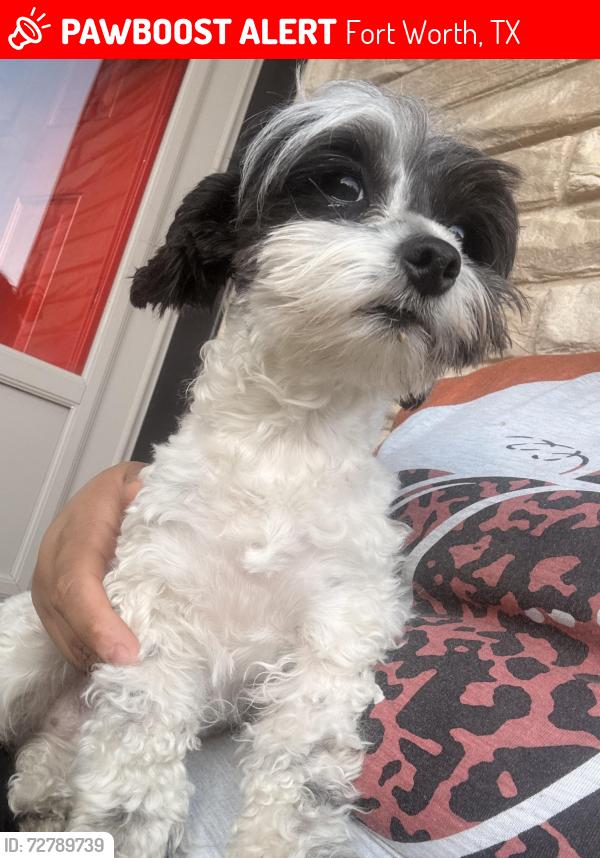 Lost Female Dog last seen Vicki lane Fort Worth Tx 76104, Fort Worth, TX 76110