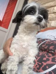 Lost Female Dog last seen Vicki lane Fort Worth Tx 76104, Fort Worth, TX 76110