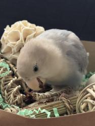 Lost Male Bird last seen The Burlington Hotel, Los Angeles, CA 90057