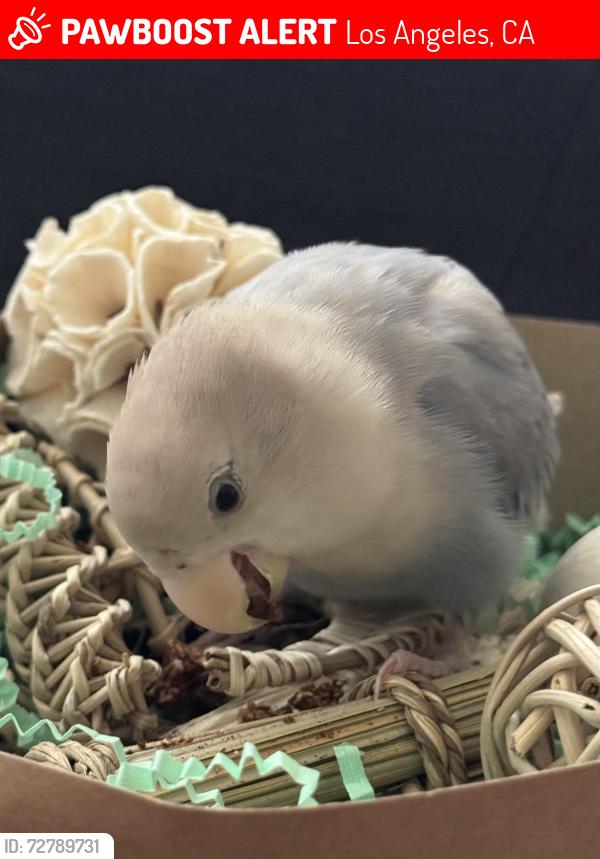 Lost Male Bird last seen The Burlington Hotel, Los Angeles, CA 90057