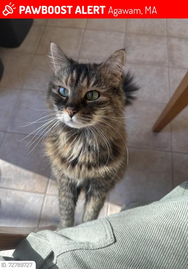 Lost Female Cat last seen Wagon wheel drive, Agawam, MA 01030