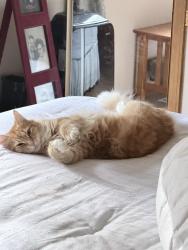 Lost Male Cat last seen Boon Road, Oak Harbor, WA 98277