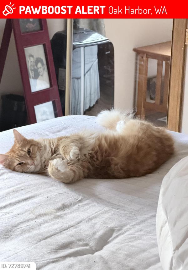 Lost Male Cat last seen Boon Road, Oak Harbor, WA 98277