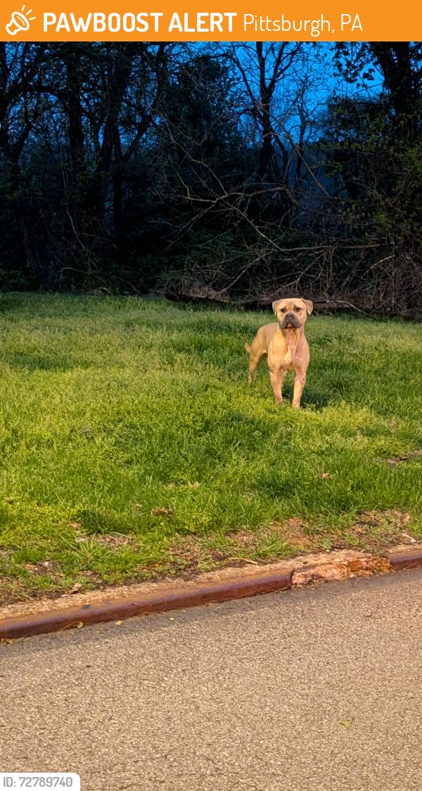 Found/Stray Male Dog last seen Marshall Ave, Pittsburgh PA , Pittsburgh, PA 15214