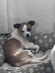 Lost Female Dog last seen Moline and alameda, Denver, CO 80012
