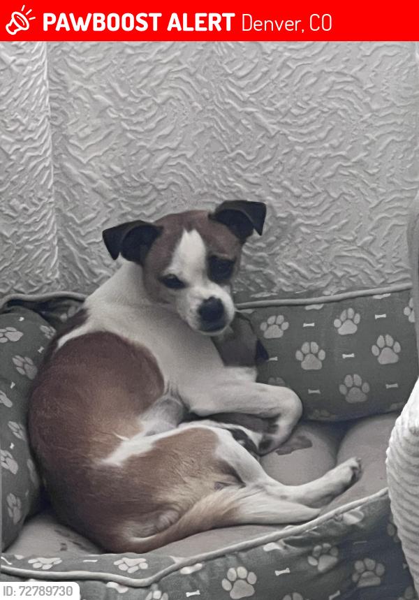 Lost Female Dog last seen Moline and alameda, Denver, CO 80012