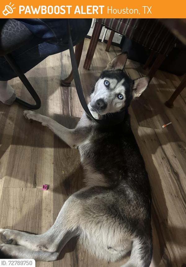 Found/Stray Female Dog last seen Houston, Houston, TX 77002