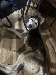Found/Stray Female Dog last seen Houston, Houston, TX 77002