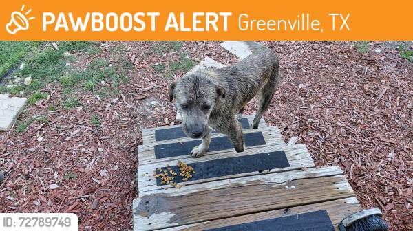 Found/Stray Female Dog last seen FM 3427 and Route 34 Greenville, Texas , Greenville, TX 75402