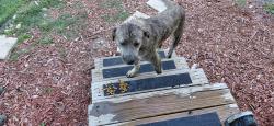 Found/Stray Female Dog last seen FM 3427 and Route 34 Greenville, Texas , Greenville, TX 75402