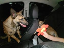 Found/Stray Female Dog last seen w 74th st, Hialeah, FL 33014