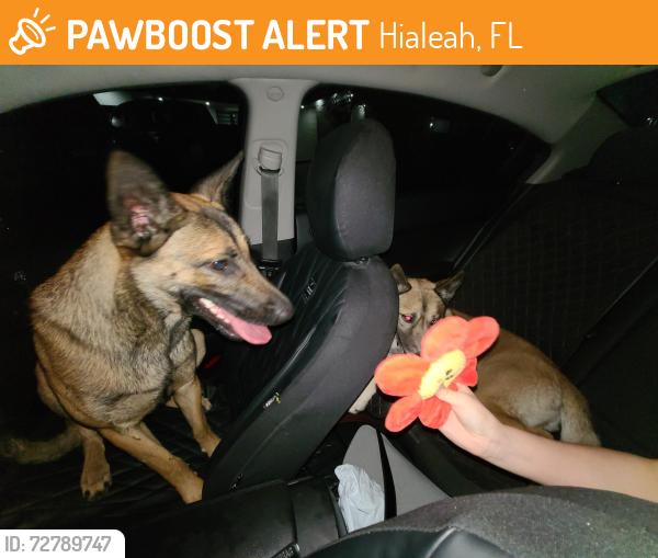 Found/Stray Female Dog last seen w 74th st, Hialeah, FL 33014