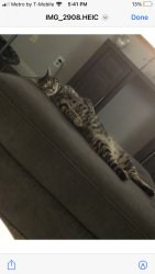 Lost Male Cat last seen Lone Mountain and Clayton, North Las Vegas, NV 89031