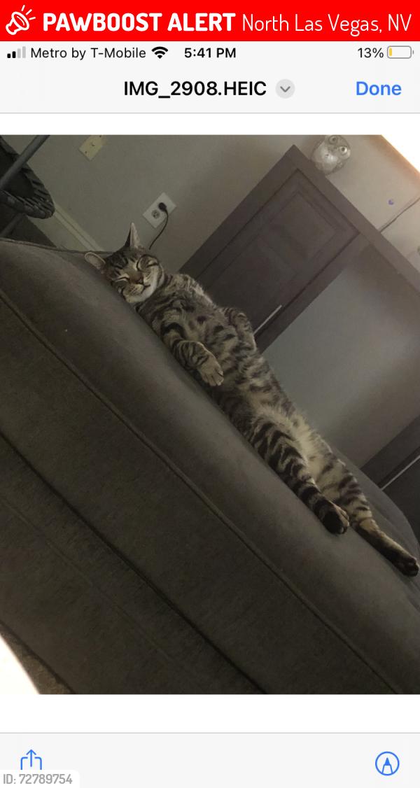 Lost Male Cat last seen Lone Mountain and Clayton, North Las Vegas, NV 89031