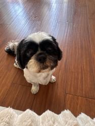 Lost Male Dog last seen Chevy chase , Glendale, CA 91205