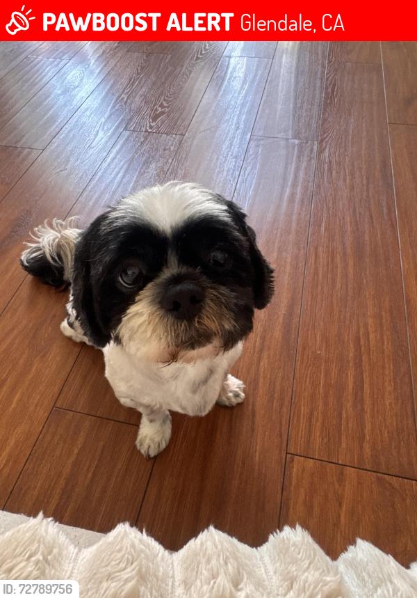 Lost Male Dog last seen Chevy chase , Glendale, CA 91205