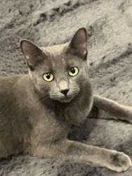 Lost Female Cat last seen Willowbend and brokebend, Houston, TX 77035