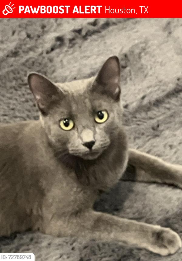 Lost Female Cat last seen Willowbend and brokebend, Houston, TX 77035
