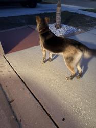 Found/Stray Unknown Dog last seen Near Brenton led de , Ruskin, FL 33570