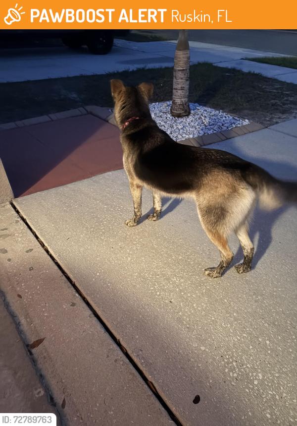 Found/Stray Unknown Dog last seen Near Brenton led de , Ruskin, FL 33570