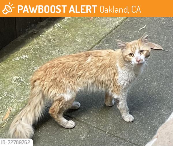 Found/Stray Unknown Cat last seen MacArthur, Oakland, CA 94602