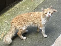 Found/Stray Unknown Cat last seen MacArthur, Oakland, CA 94602