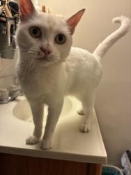 Found/Stray Female Cat last seen Arden Pointe apmts, Laurel, MD 20708