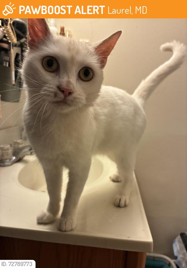 Found/Stray Female Cat last seen Arden Pointe apmts, Laurel, MD 20708