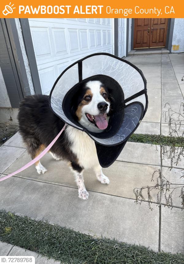 Found/Stray Male Dog last seen Aquarius and Wildfire Circle, Huntington Beach CA, Orange County, CA 92606