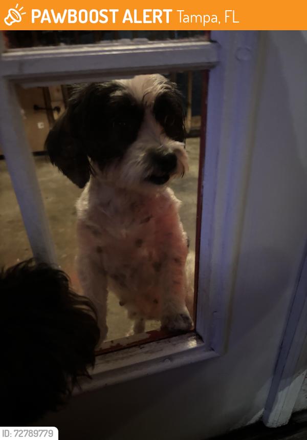 Found/Stray Female Dog last seen E humphrey street and N brooks street Tampa fl 33604, Tampa, FL 33612