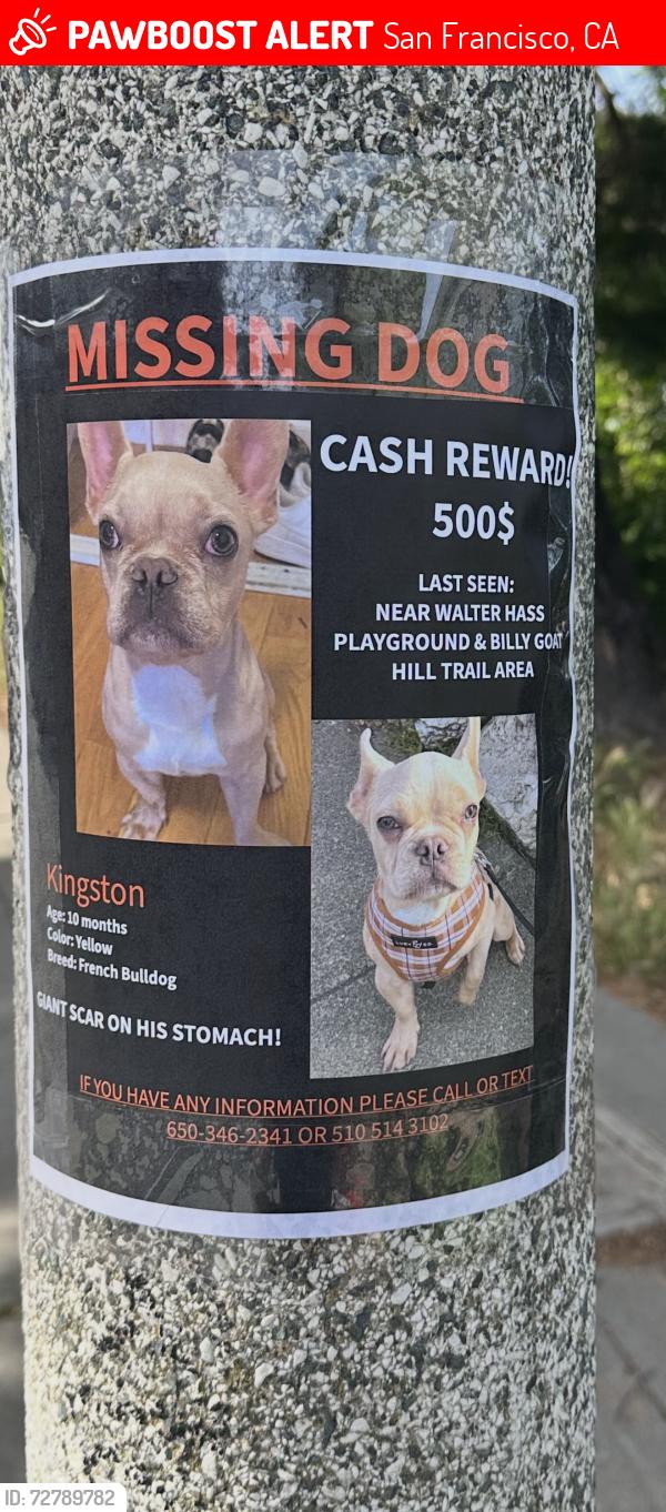 Lost Male Dog last seen Billy goat hill trail , San Francisco, CA 94131