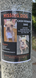 Lost Male Dog last seen Billy goat hill trail , San Francisco, CA 94131