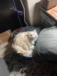 Lost Male Cat last seen Luxana apmt Complex , Phoenix, AZ 85021