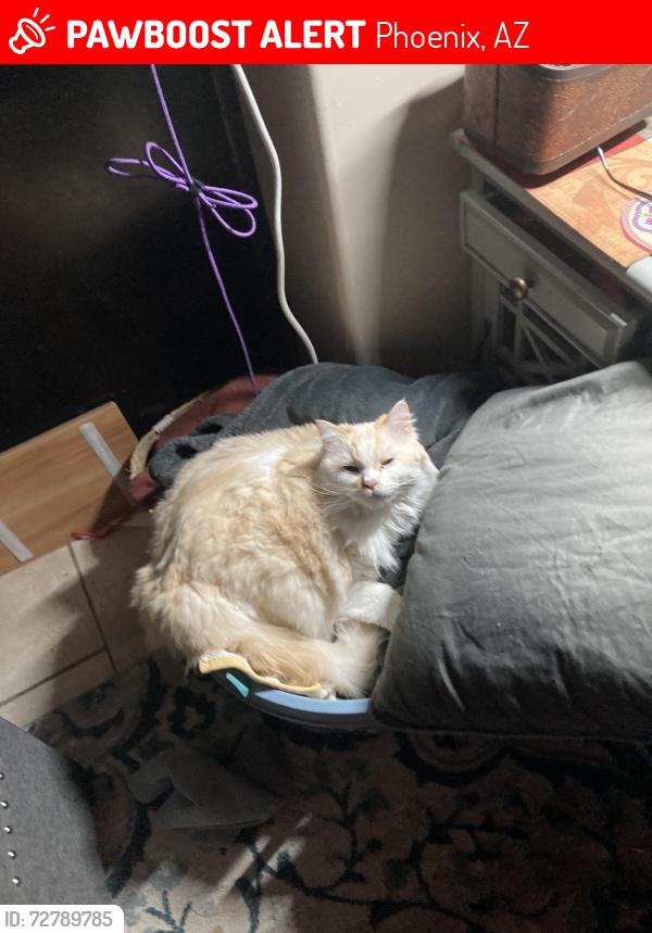 Lost Male Cat last seen Luxana apmt Complex , Phoenix, AZ 85021