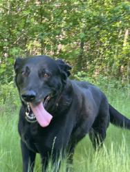 Lost Female Dog last seen Sulpher springs rd and Roy Webb cutoff rd, Calhoun County, AL 36272