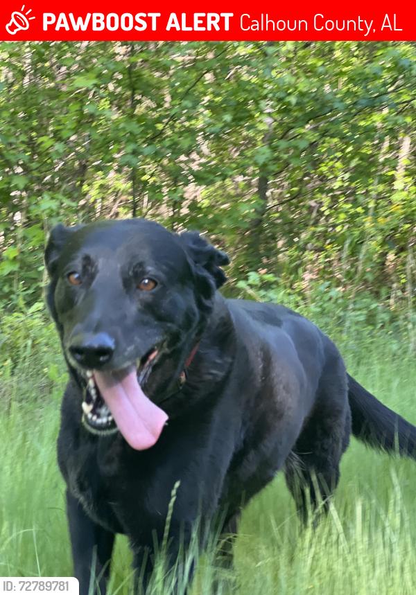 Lost Female Dog last seen Sulpher springs rd and Roy Webb cutoff rd, Calhoun County, AL 36272