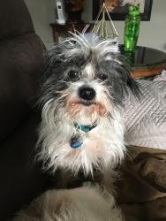 Lost Female Dog last seen Emery Rd, Clallam County, WA 98362