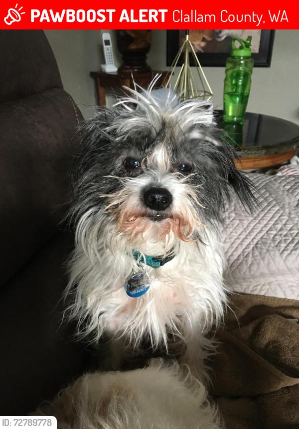 Lost Female Dog last seen Emery Rd, Clallam County, WA 98362