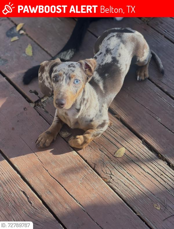 Lost Female Dog last seen Eagle point drive at the stop sign , Belton, TX 76513