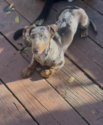 Lost Female Dog last seen Eagle point drive at the stop sign , Belton, TX 76513