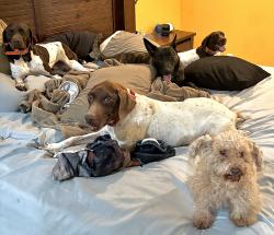 Lost Male Dog last seen West Road and Airplane Lane, Turkey, NC 28393